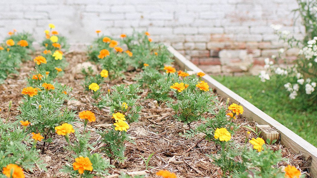 Marigold's at the dyeScape garden in Louisville, KY used as non toxic alternative to the traditional textile system