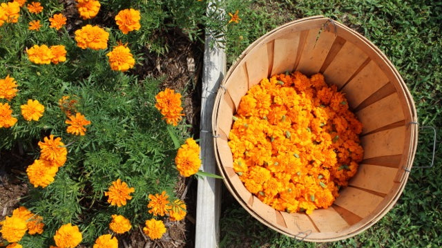 Marigolds from our dyeScape initiative in Louisville Kentucky