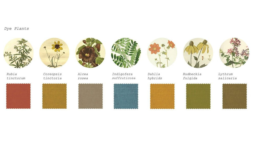 Seven different dye plants and the color of dye they will produce shown underneath each plant