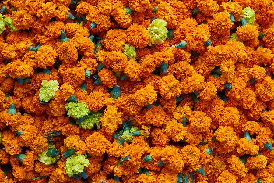 large pile of marigold flowers in India