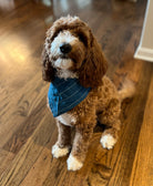 brown golden doodle wearing cobalt blue dog bandana with white arrow embroidery