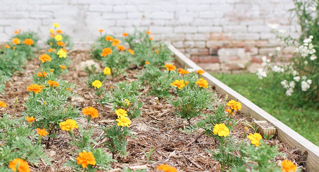 Marigold's at the dyeScape garden in Louisville, KY used as non toxic alternative to the traditional textile system  