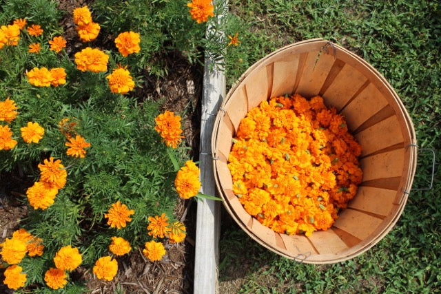 Marigolds from our dyeScape initiative in Louisville Kentucky