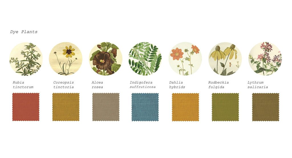 Seven different dye plants and the color of dye they will produce shown underneath each plant