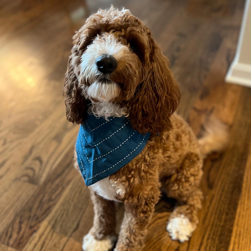 golden doodle dog wearing a cobalt blue dog bandana made from 1005 organic cotton