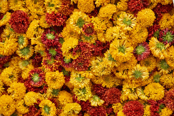 fresh marigold flowers in shades of yellow and rust from Jaipur, India at the flower market